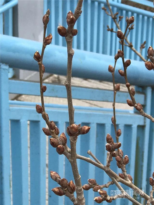 哈尔滨新闻网 冷空气要“撤军”，17日气温止跌回升丨春捂秋冻别着急减衣