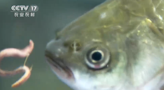 大米|因为喜欢钓鱼,他发现养殖蚯蚓商机,年销售额4000多万