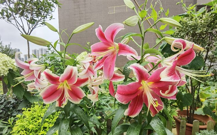 为这300㎡露台花园，毫不犹豫买了这房子，在城市屋顶过上田园生活