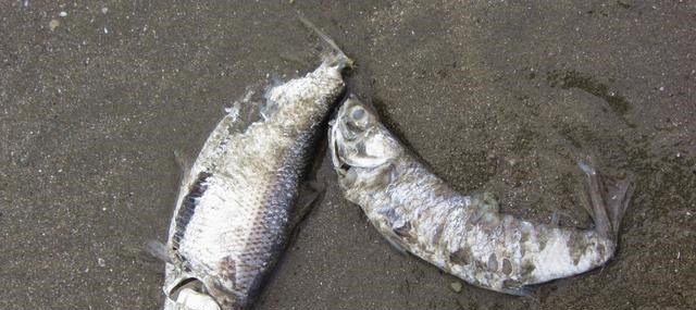 非法捕捞|非法捕白条鱼87条，被判河边“一年游”，钓鱼人对这结果满意吗？