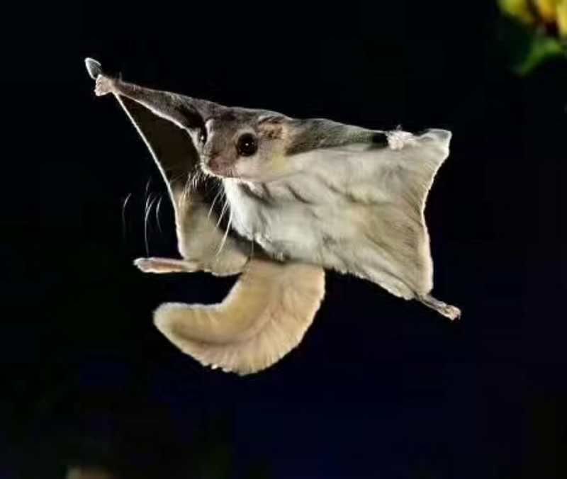 飞鼠 老鼠能飞,鱼能飞,蛇也能飞:奇妙的物种进化能力!