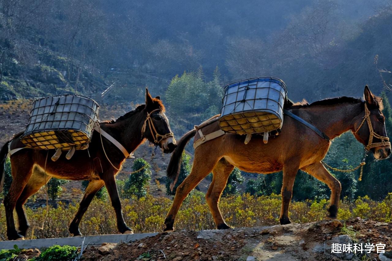 后代 为何骡子无法繁育后代？原来是“马和驴”惹的祸，可把骡子害惨了