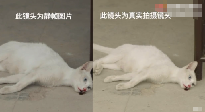 蒋勤勤|“虐猫事件”于正越描越黑，主演和猫主人接连发声漏洞百出现白热化
