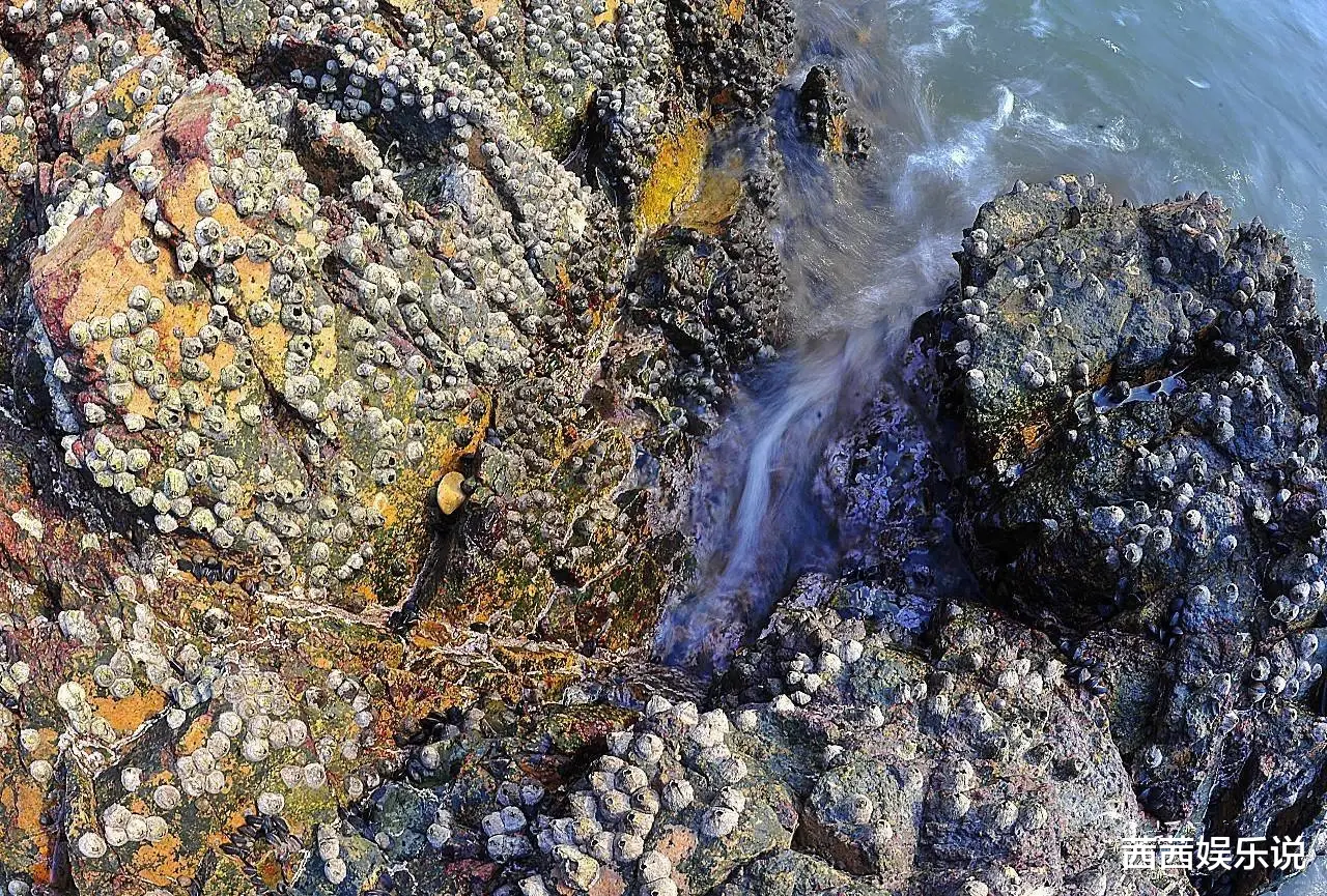 海洋中遭人唾弃的藤壶,到底有多可怕?看看鲸、海龟的下场就懂了