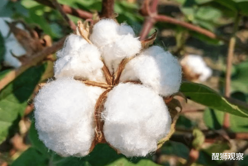 新疆棉再引爭論，超過10傢日企減少使用新疆棉，3傢宣佈永久停用-圖3