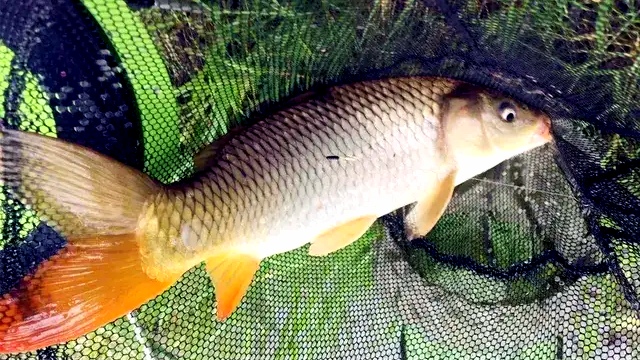 饵料|春夏之交，鱼难钓，改变策略就可以提高渔获