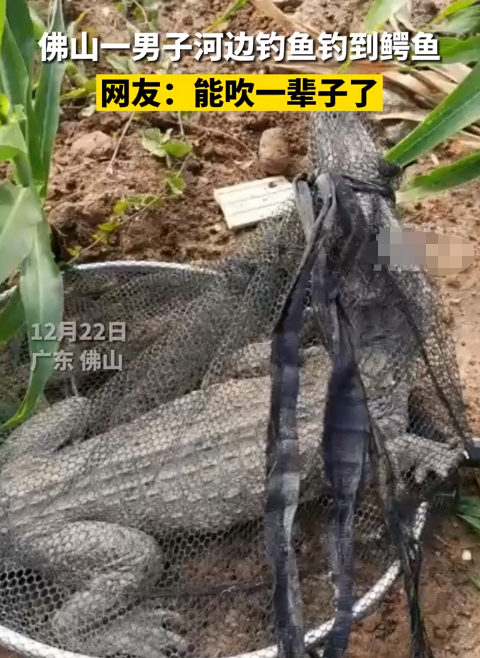 鳄鱼|佛山网友黄飞鸿附身,钓鱼时勇擒鳄鱼,就问其他钓友服不服