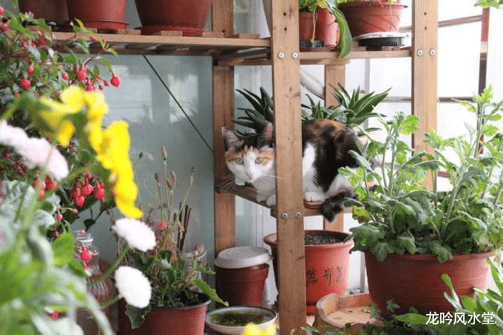龙吟风水堂|在阳台上种很多绿植和养宠物好吗