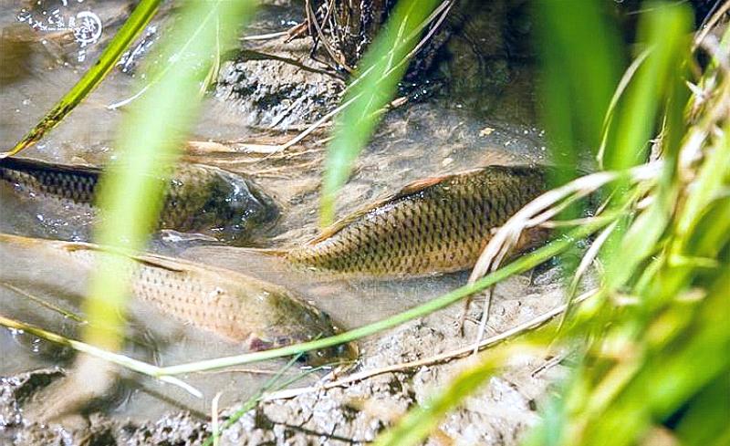 |我国特有的鱼，常误认是“小杂鱼”，曾是朝廷贡品，如今1斤50元