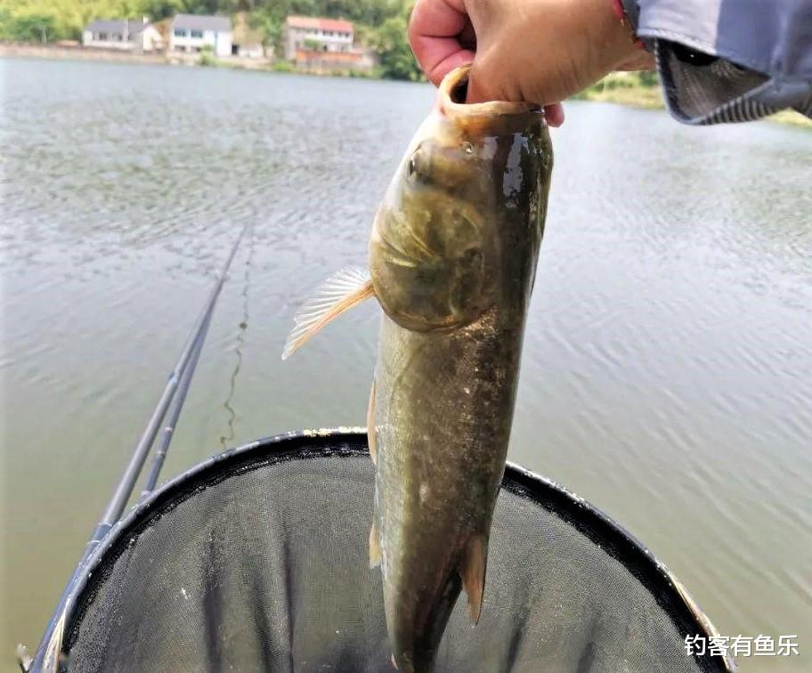 深水区|会调漂不一定就能钓到鱼，这三种情况，不调漂也能钓上鱼