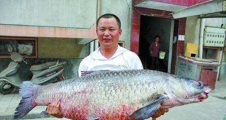 花鲢|300斤的鳙鱼，400斤的青鱼，“四大家鱼”到底能长多大？