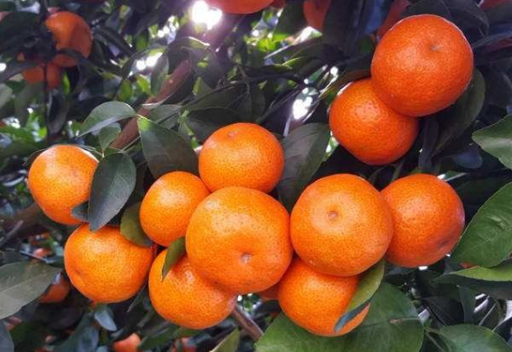 涛厨美食 广西砂糖橘1元1斤无人问津，为何到了北方城市这么贵，一探究竟