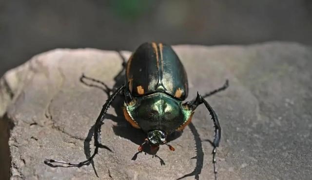 科学家 玛雅预言或成真？灭绝多年的物种重新出现，有人在“唤醒”他们？