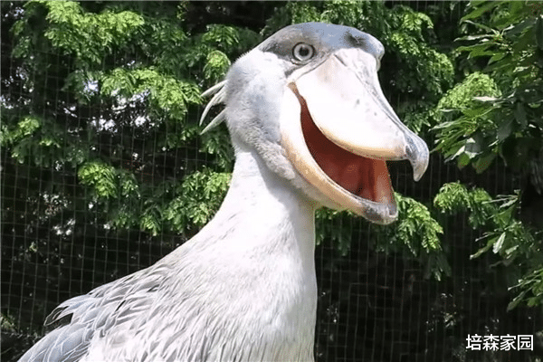 鲸头鹤 超有礼貌的鸟,见到人类就会鞠躬!