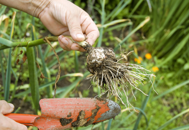 大蒜|天然“烂肝王”被揪出,不是大蒜,为家人收好