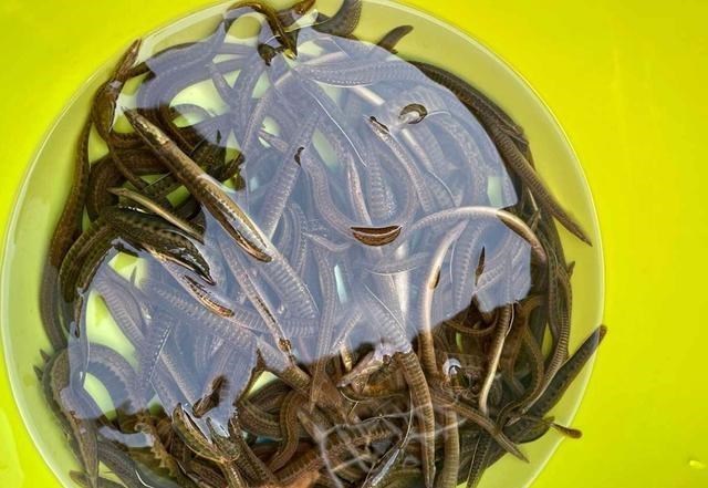 湖南|滩涂上抓“泥鳅”，湖南一男子钓鱼玩出了新花样，网友：发财了