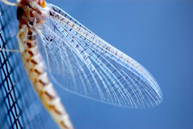 秦始皇 有着两亿年历史的蜉蝣，长大却只能活一天，朝生暮死说的就是它