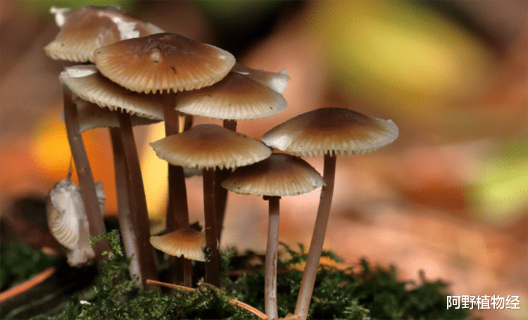 |蘑菇属于植物吗？不属于，它的别名叫“大型真菌”