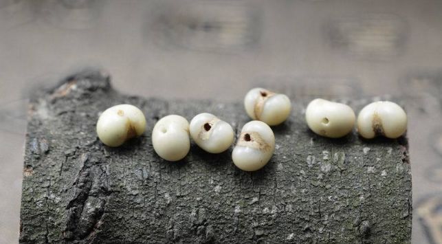 菩提|这10种手串,不值钱,但盘出来很拉风