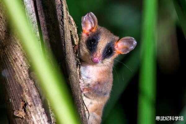 科学家 长着长着就变形了，高温加速动物进化，又是全球气候变暖背锅？