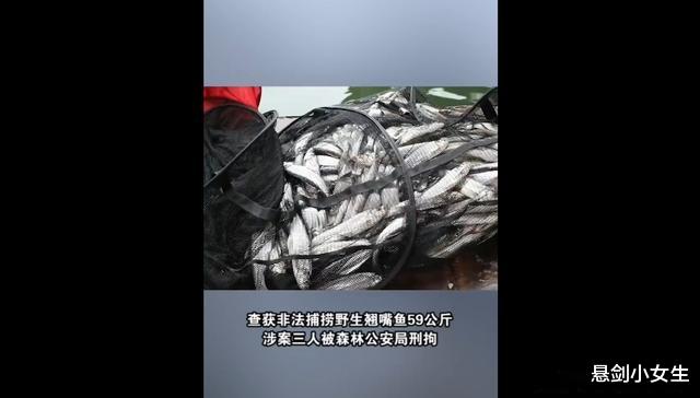 悬剑小女生 永州3名男子钓获69斤翘嘴，被刑拘！要判刑吗？