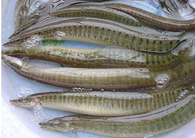 |钓鱼最怕遇到什么鱼，这个鱼食性非常凶猛，把钩吞进肚子里，还刺人