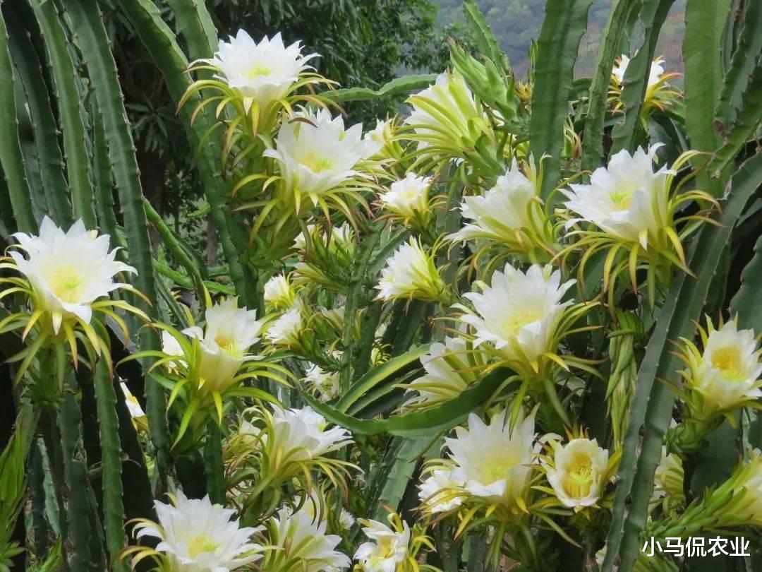 “采花大盗”夜里头戴矿灯采花忙，花要比果贵7倍，一年白捡400万