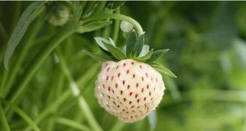 舜网 世界几大奇异水果，总有一款是你没见过的