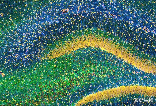 神经元 最前沿丨最美干细胞图集！张张美如画