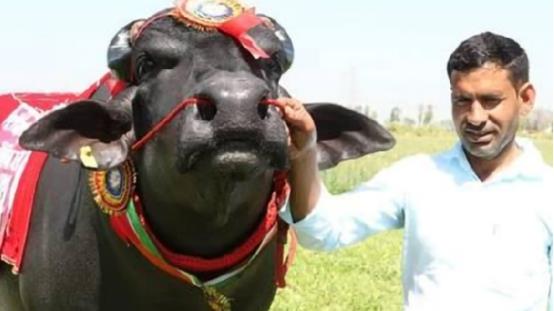 西游东进|印度男子抛妻弃子，用17万与母牛结婚，婚后生活幸福美满？