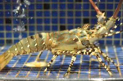 小行星|人类和龙虾有什么相同之处？