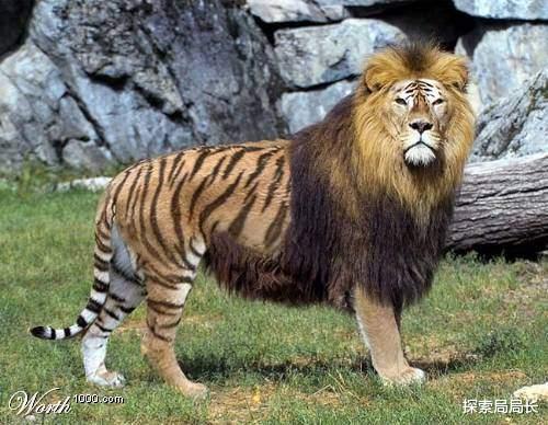 虎狮兽 狮虎兽vs虎狮兽，谁才是最强大的杂交猫科动物？