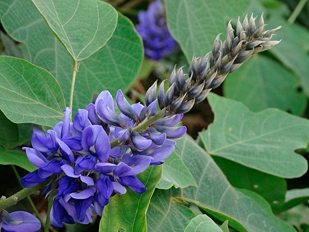 一氧化碳 野生葛根粉源头