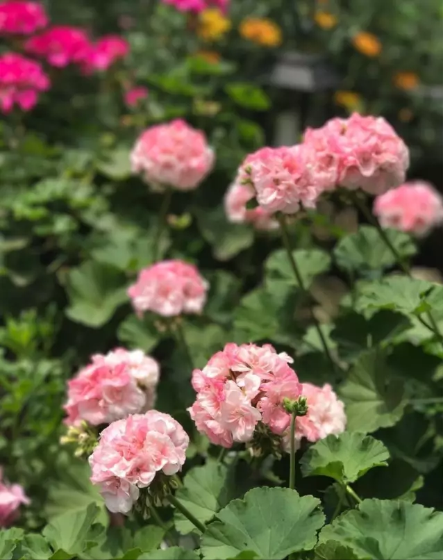 宁波|150㎡私家别墅庭院，打造花开满园的自然舒适小花园，太美了