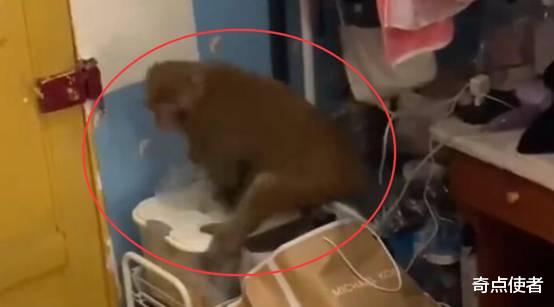 猴子会进化成人吗?贵州猴子已能识别感冒药,研究结果令人担忧