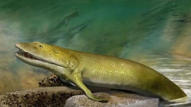 海克尔 3亿年前，我们真是一条鱼？存在了100多年的人类起源最大骗局