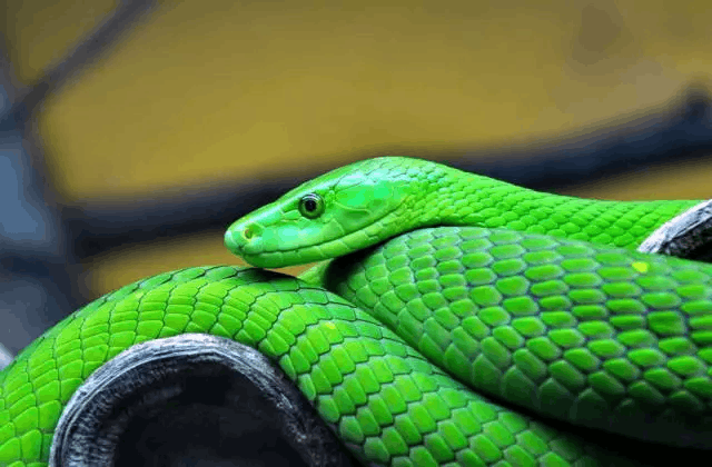  绿曼巴蛇和翠青蛇长得极其相似，区分很重要！