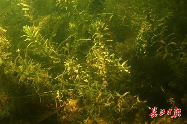 抽样检验|外来鸟筑巢鲩子湖，宝岛公园引鱼草生态治湖取得奇效