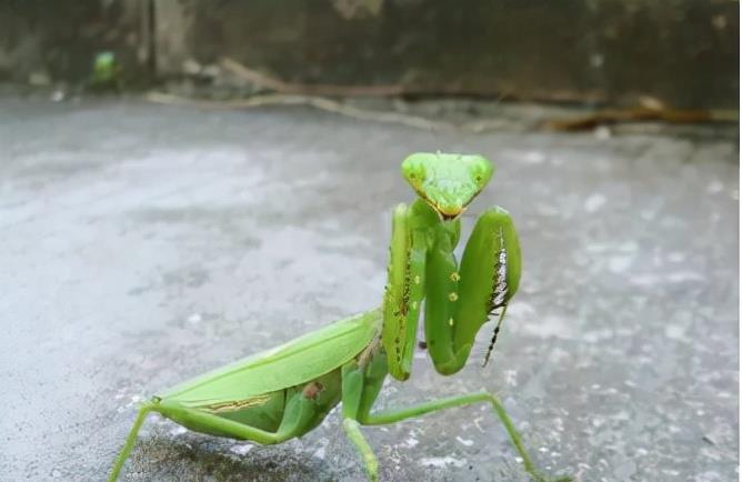 牡丹花下 为什么母螳螂要“吃夫”？不是为了下一代！原来我们被骗了很多年