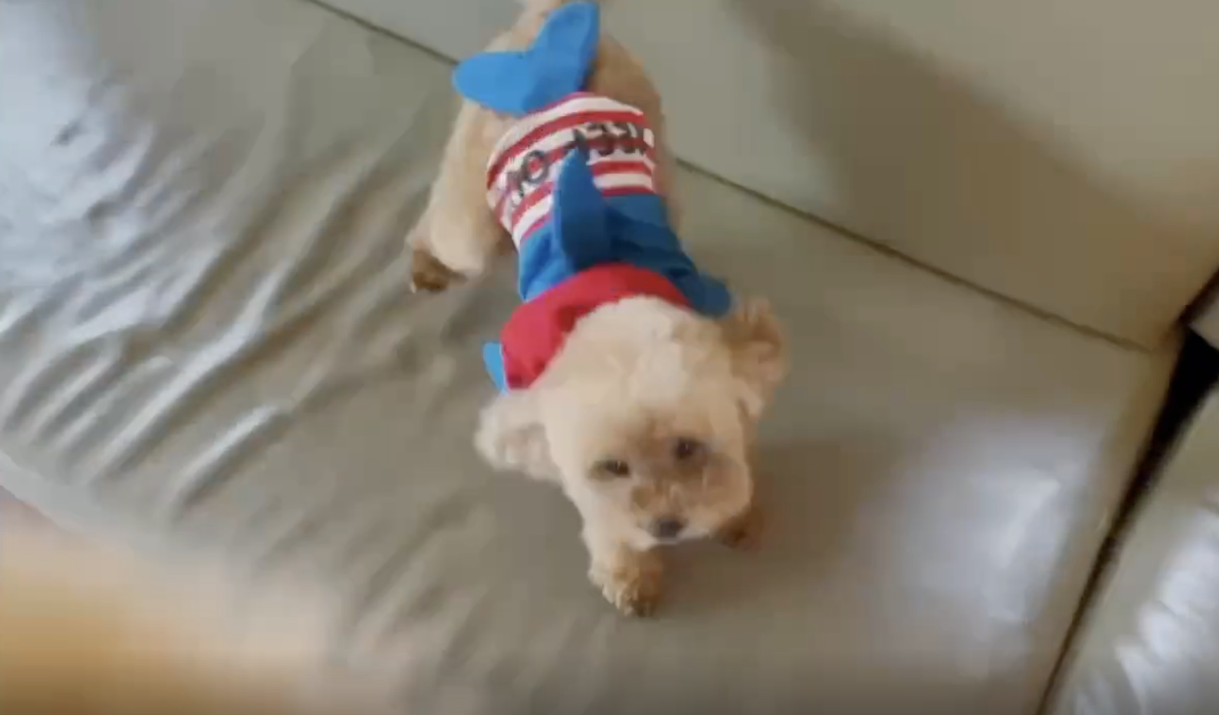 孙侨潞|孙侨潞去世一周年，妈妈来海上看望，鸣笛时引来蝴蝶细节惹人泪目