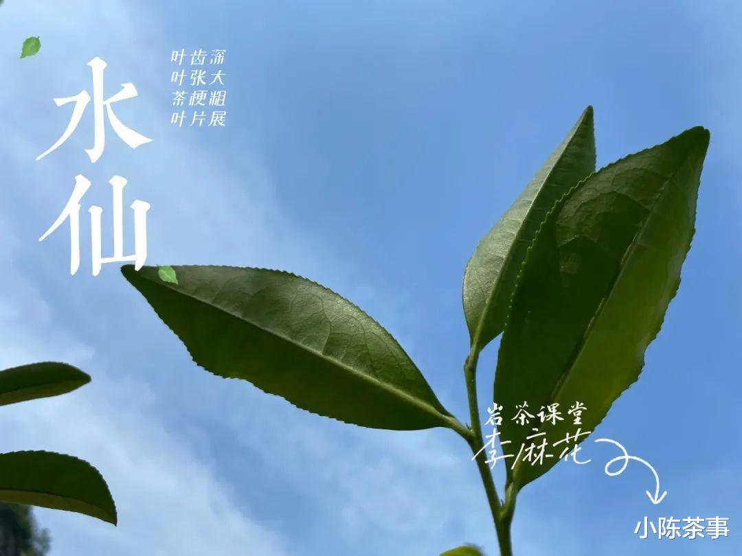 麻花|岩茶的第一道茶汤能喝吗？它不是洗茶水吗？怎么还叫还魂汤？