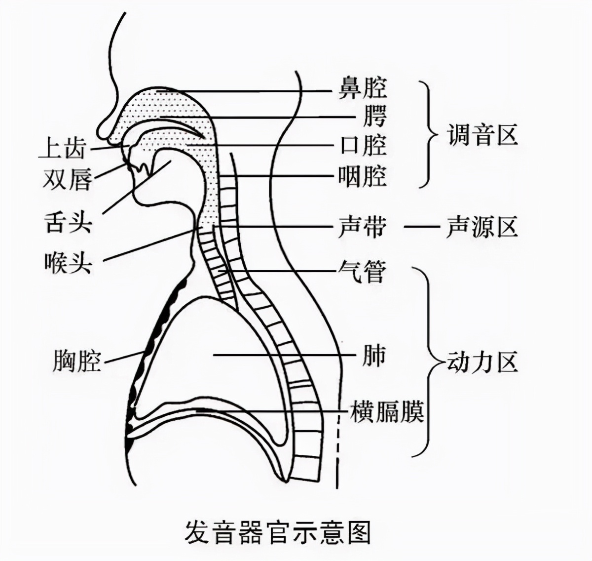 粤儿悦康 四个小方法，改善儿童发音不清、大舌头等语言问题！