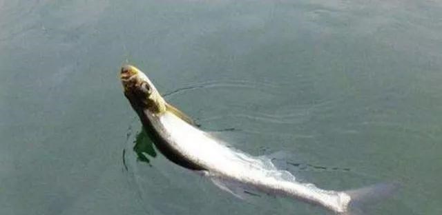 水库|为何“泥鳅钓”犯众怒?被抓后要刑拘?一天能钓上千斤,你信吗?