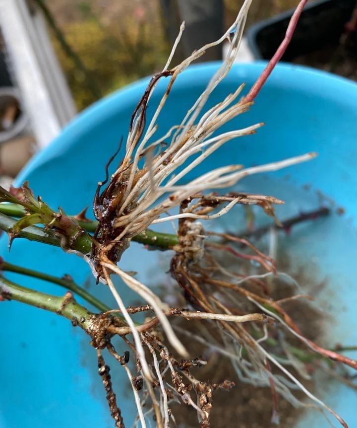 向阳园艺|扦插讲究天时地利，扦插月季，绣球满足2点，成活率提高50%