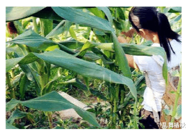 乱舞椿秋 13岁少年侵犯14岁少女，几个月后出狱后再度行凶：我没成年怕啥？