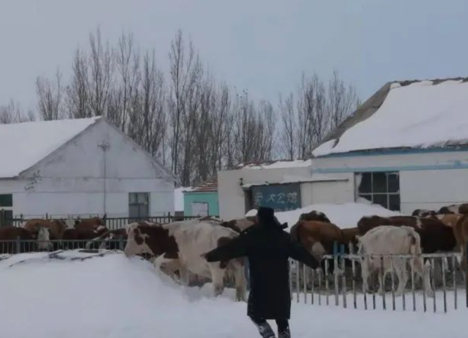 暴雪中徒步8小时,找回30头牛!