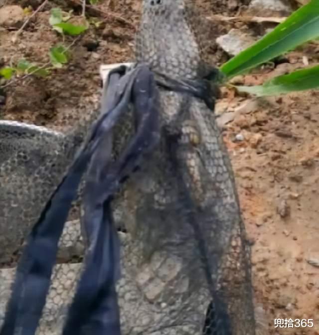 鳄鱼|罕见!广东一男子野钓意外收获“四脚鱼”,结果还把警察惊动了