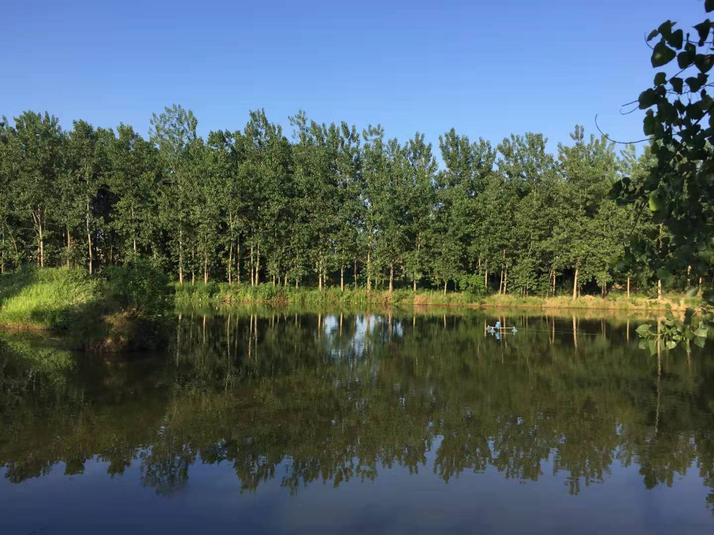 炊烟渐远 梦里的树荫