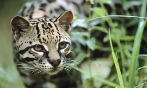 豹猫 猫也成了保护动物？瓦屋山首现豹猫，不少小鸟毁在它嘴里