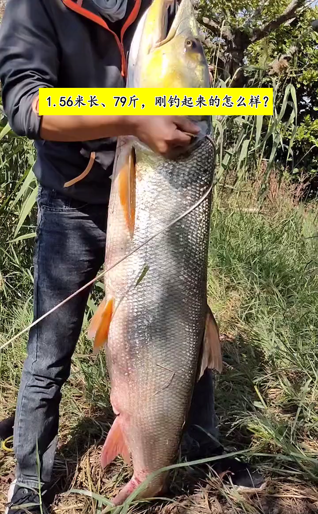江苏省|79斤淡水之王不敌一鱼镖？江苏网友晒出巨型鱤鱼，疑似是鱼镖所打！